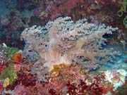 Diving around Bunaken island, Timur dive site. Sulawesi, Indonesia.