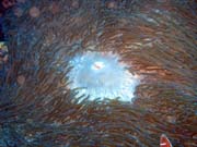 Diving around Bunaken island, Timur dive site. Sulawesi,  Indonesia.