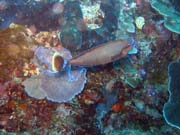 Diving around Bunaken island, Timur dive site. Sulawesi,  Indonesia.