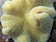 Diving around Bunaken island, Timur dive site. Sulawesi, Indonesia.