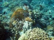 Diving around Bunaken island, Timur dive site. Sulawesi, Indonesia.