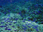 Diving around Bunaken island, Fukui dive site. Sulawesi, Indonesia.