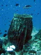 Diving around Bunaken island, Fukui dive site. Indonesia.