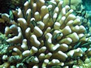 Diving around Bunaken island, Fukui dive site. Indonesia.