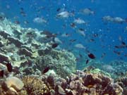 Diving around Bunaken island, Fukui dive site. Indonesia.