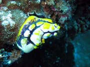 Diving around Bunaken island, Siladan I dive site. Indonesia.