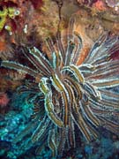 Diving around Bunaken island, Siladan I dive site. Sulawesi, Indonesia.