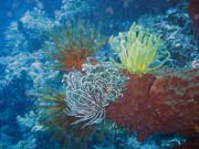 Diving around Bunaken island, Siladan I dive site. Sulawesi, Indonesia.