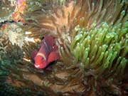 Clown Anenomefish. Diving around Bunaken island, Siladan I dive site. Sulawesi, Indonesia.