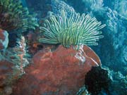 Diving around Bunaken island, Siladan I dive site. Sulawesi, Indonesia.