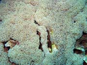 Diving around Bunaken island, Siladan I dive site. Sulawesi,  Indonesia.