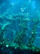 Wrack of steel Dutch merchant ship, sunk in 1942. Diving around Bunaken island, Molas Wreck dive site. Sulawesi, Indonesia.