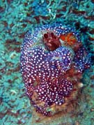 Diving around Bunaken island, Molas Wreck dive site. Indonesia.