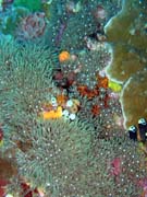 Diving around Bunaken island, Lekuan III dive site. Indonesia.