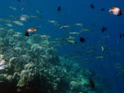 Diving around Bunaken island, Lekuan I dive site. Indonesia.