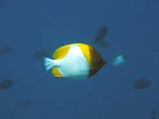 Diving around Bunaken island, Lekuan I dive site. Indonesia.