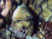 Diving around Bunaken island, Lekuan I dive site. Indonesia.