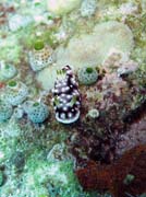 Nudibranch. Diving around Bunaken island, Mandolin dive site. Indonesia.