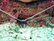 Shrimp. Diving around Bunaken island, Mandolin dive site. Sulawesi, Indonesia.