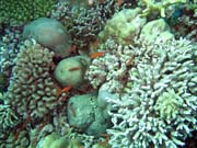 Diving around Bunaken island, Mandolin dive site. Sulawesi, Indonesia.