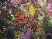 Lionfish. Diving around Bunaken island, Chelo Chelo dive site. Sulawesi, Indonesia.