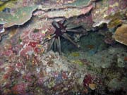 Diving around Bunaken island, Chelo Chelo dive site. Sulawesi, Indonesia.