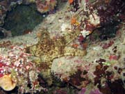 Diving around Bunaken island, Chelo Chelo dive site. Sulawesi, Indonesia.