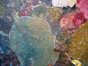 Diving around Bunaken island, Alban dive site. Indonesia.