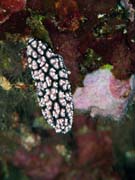 Polyclad flatworn. Nudibranch. Diving around Bunaken island, Alban dive site. Indonesia.