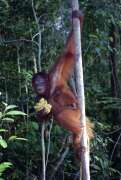 Orangutan in Tanjung Puting national park. Kalimantan, Indonesia.