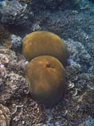 Diving around Bunaken island, Alban dive site. Indonesia.