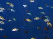 Diving around Bunaken island, Alban dive site. Indonesia.