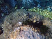 Diving around Bunaken island, Alban dive site. Indonesia.