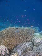Diving around Bunaken island, Alban dive site. Indonesia.