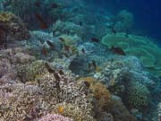 Diving around Bunaken island, Alban dive site. Indonesia.