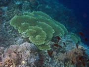 Diving around Bunaken island, Alban dive site. Indonesia.