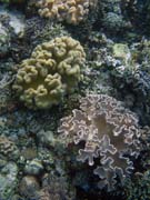 Diving around Bunaken island, Alban dive site. Indonesia.