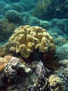 Diving around Bunaken island, Alban dive site. Indonesia.