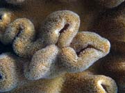 Diving around Bunaken island, Alban dive site. Indonesia.