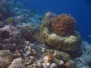 Diving around Bunaken island, Alban dive site. Indonesia.