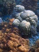 Diving around Bunaken island, Alban dive site. Indonesia.