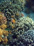 Diving around Bunaken island, Alban dive site. Indonesia.