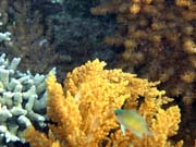 Diving around Bunaken island, Alban dive site. Indonesia.