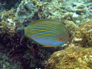 Diving around Bunaken island, Alban dive site. Indonesia.