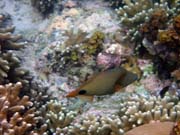 Diving around Bunaken island, Alban dive site. Indonesia.