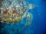 Turtle. Diving around Bunaken island, Lekuan I dive site. Indonesia.