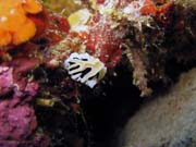 Nudibranch. Diving around Togian islands, Kadidiri, Taipee Wall dive site. Indonesia.