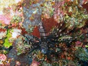 Lionfish. Diving around Togian islands, Kadidiri, Taipee Wall dive site. Indonesia.
