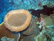 Diving around Togian islands, Kadidiri, Taipee Wall dive site. Indonesia.