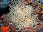 Diving around Togian islands, Kadidiri, Taipee Wall dive site. Indonesia.